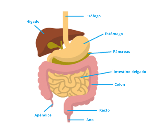 Los organos del aparato digestivo | PiLeJe