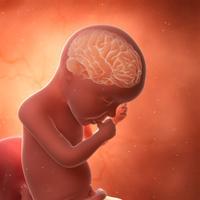 Visual - Cerebro de un feto Omega-3